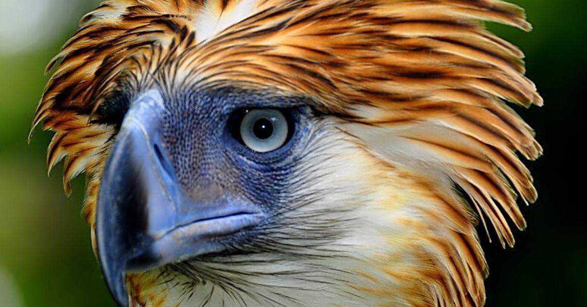 Why the Philippine eagle is unique among all birds of prey