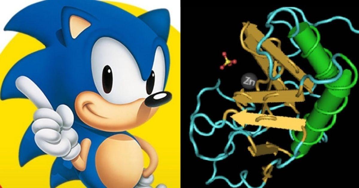 Sonic Hedgehog Mutation