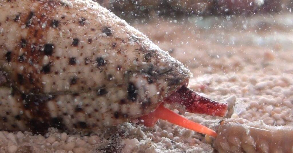 The ‘King’s Gambit’ How a cone snail’s venom takes catfishing to a new