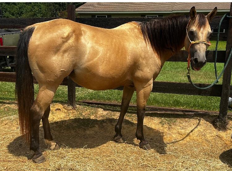 Kelley Quarter Horses home of Flit to Kill AQHA Superior Barrel Horse