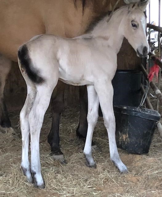 Kelley Quarter Horses home of Flit to Kill AQHA Superior Barrel Horse