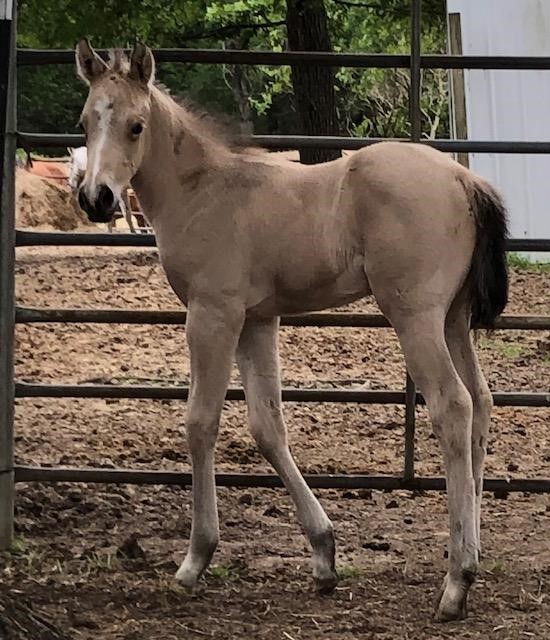 Kelley Quarter Horses home of Flit to Kill AQHA Superior Barrel Horse