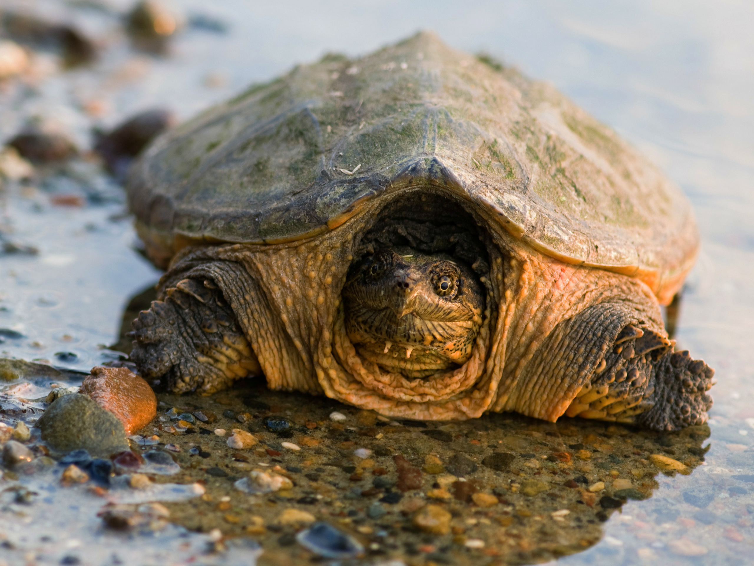 Handle with Care! Snapping Turtles Finger Lakes Land Trust