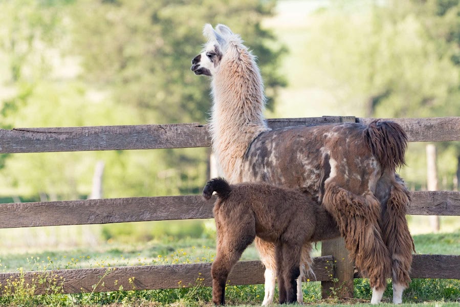 flock and fiber festival 2023 FlocknSpiel Fiber Festival