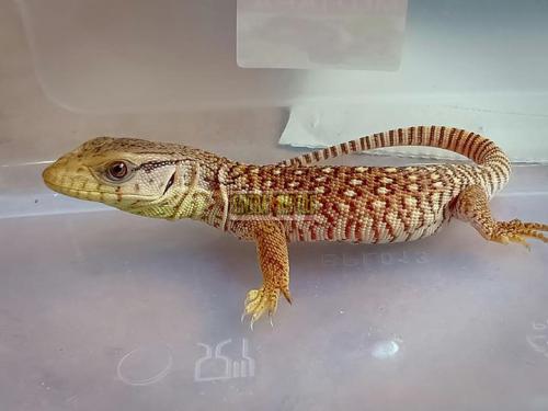 7 Recommended Pet Stores In Jakarta | Flokq Blog