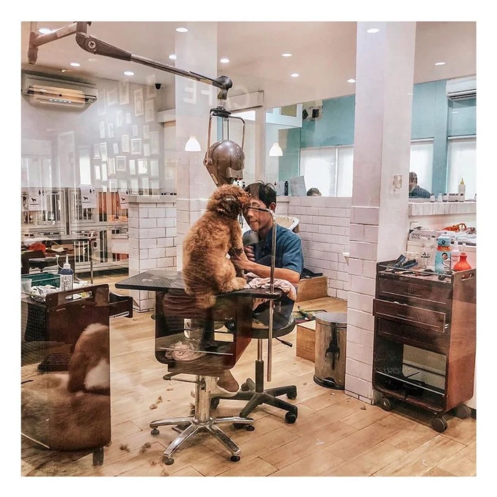 Best Pet Grooming Services in Jakarta Flokq Blog