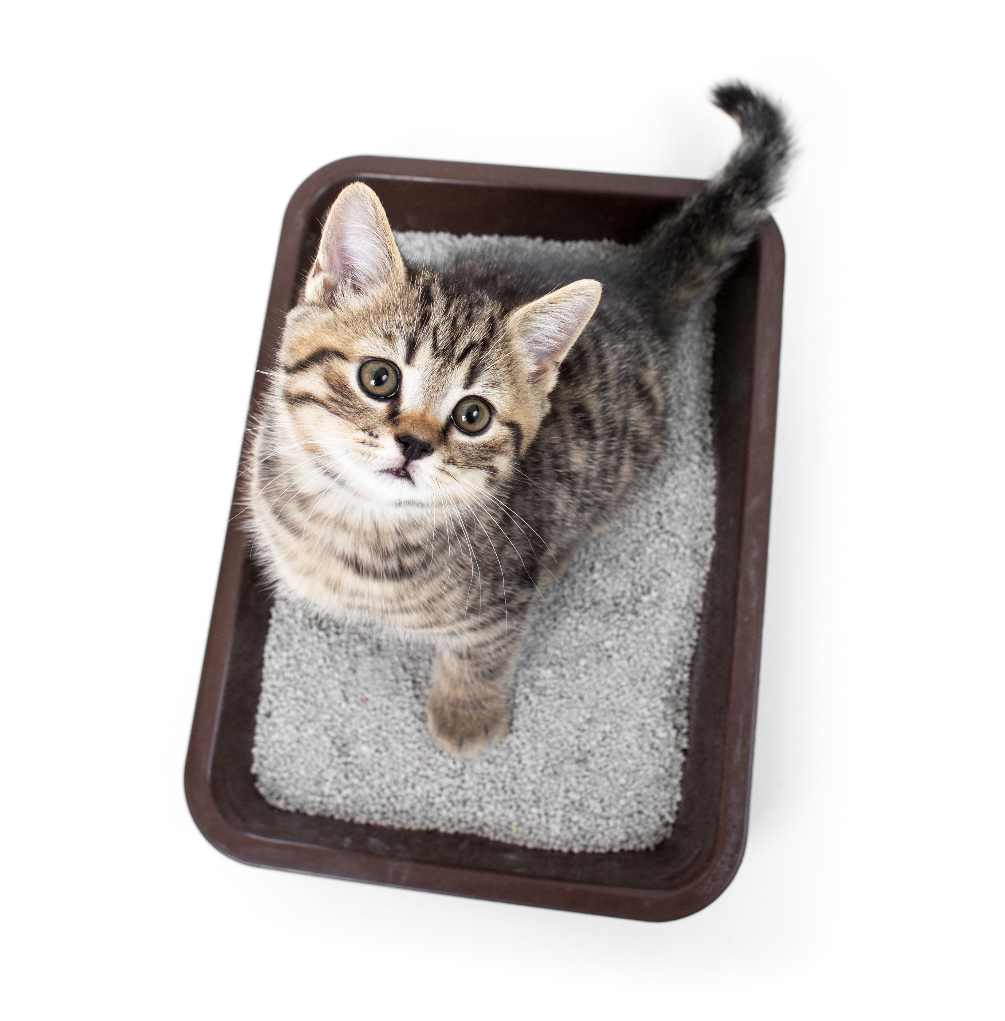 kitten or cat in toilet tray box with absorbent litter isolated Floofins & Co.