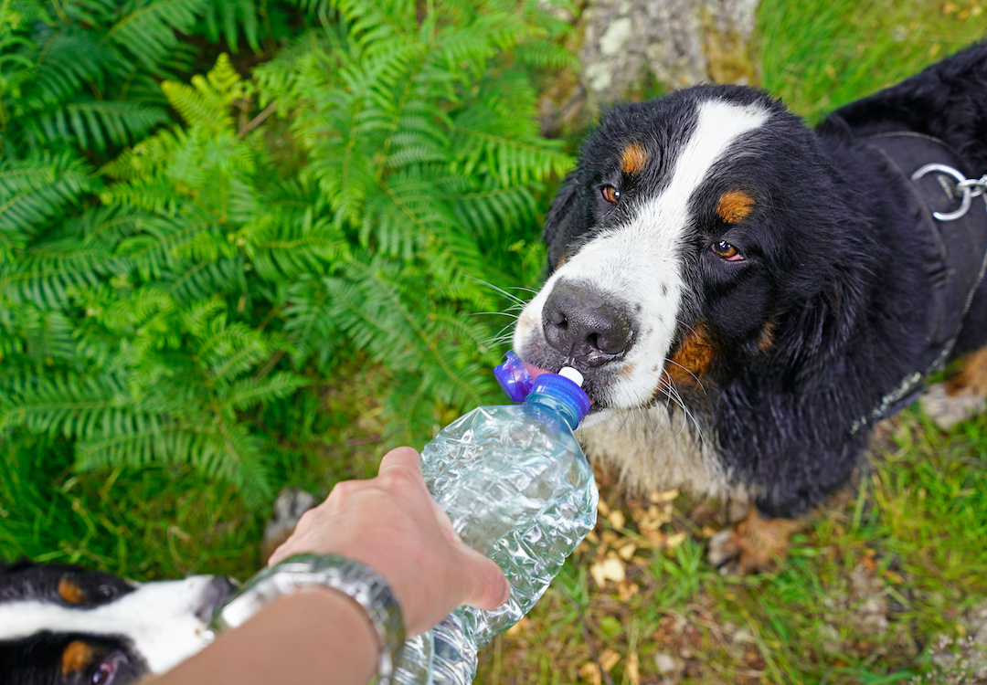 Bernese Mountain Dog drinking water from plastic bottle. outdoors in