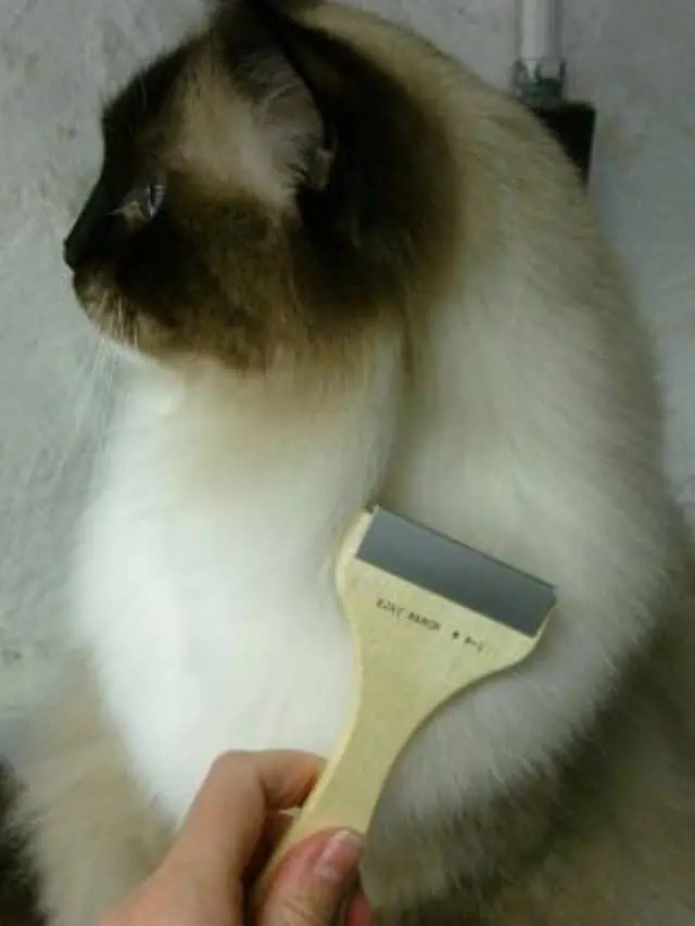 How to Clean Poop Off Cat Fur Clean Cat Poop Out Of Fur