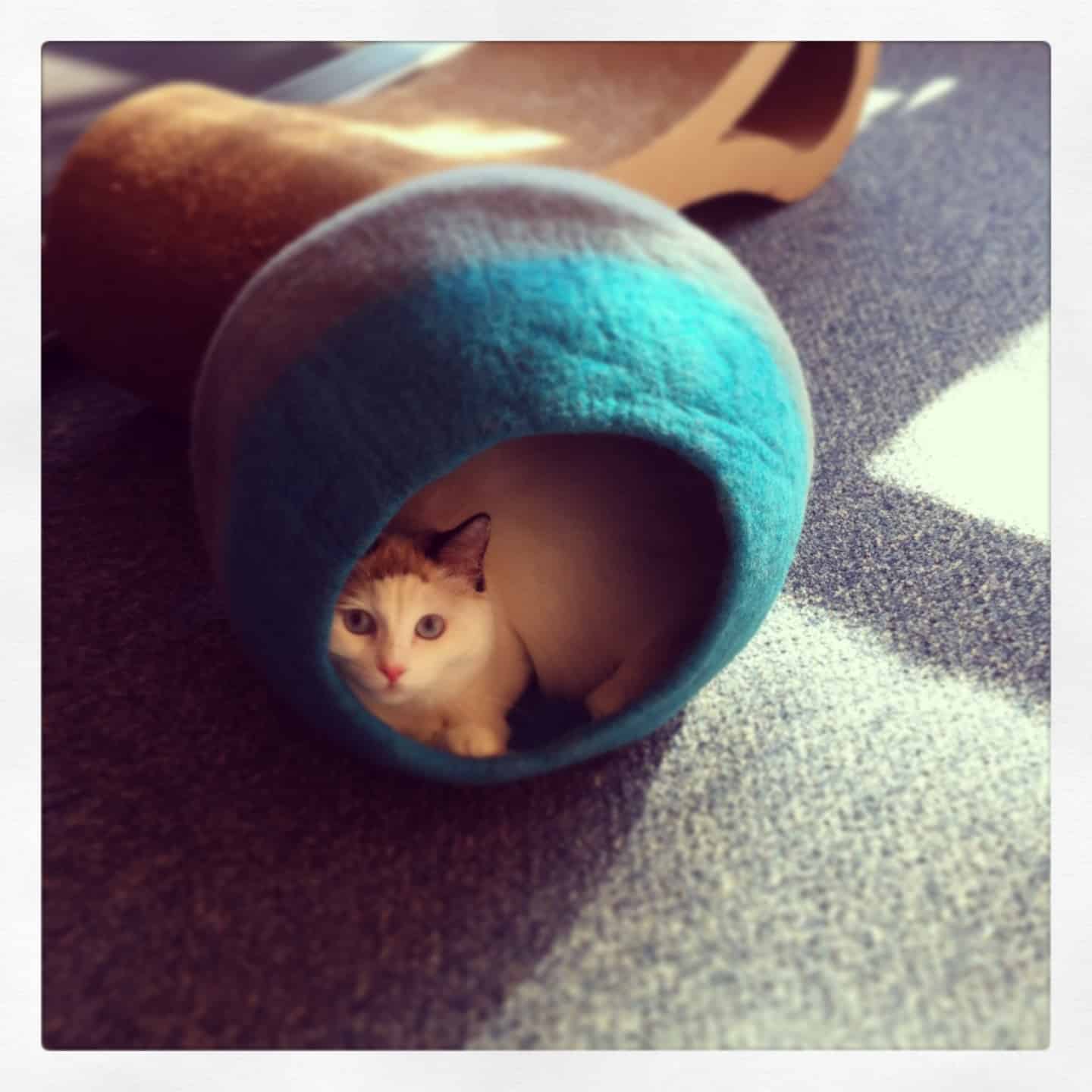 Lollycadoodle Cat Cave and Nest Wool Beds from The Cat Connection