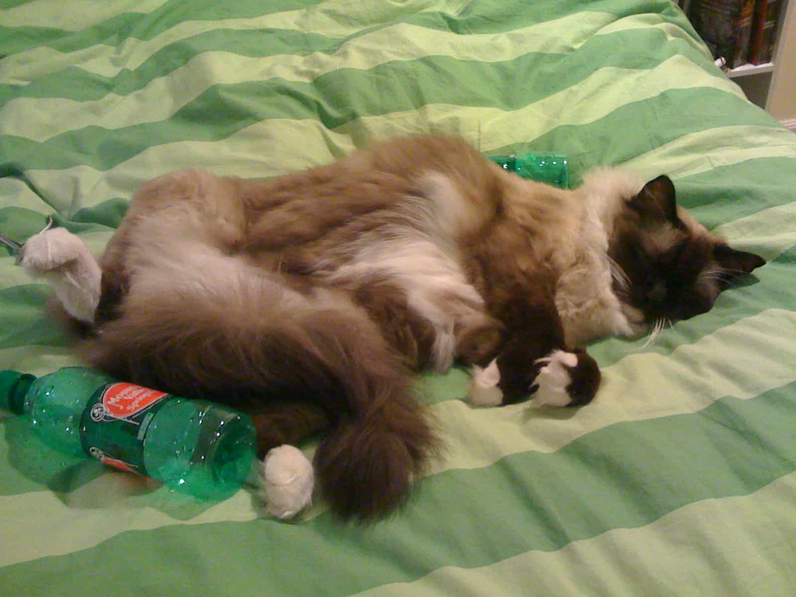 Ragdoll Cat Cost How Much Does a Ragdoll Cat Cost to Keep?