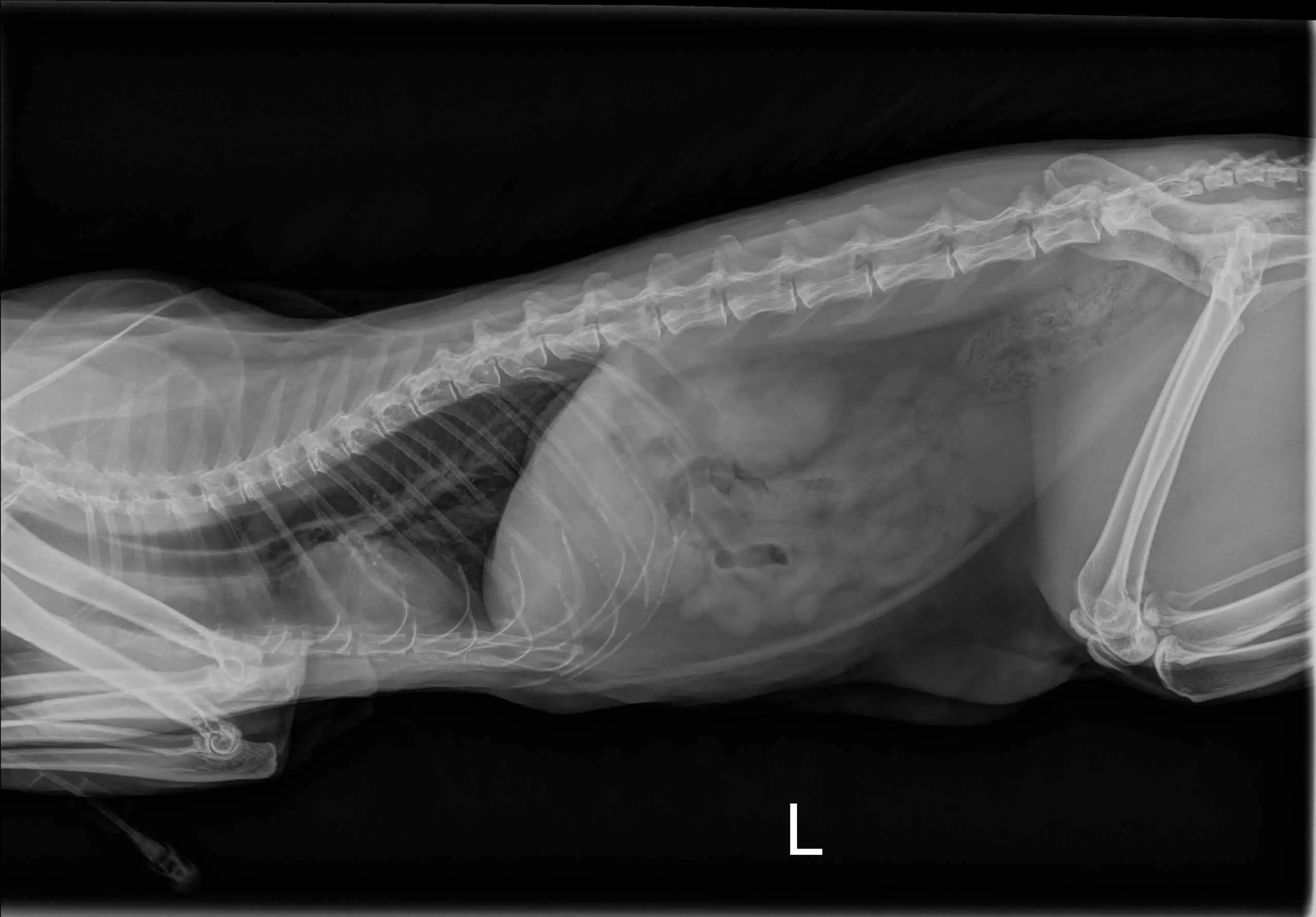 Cat XRay Pictures Incredible Ragdoll Cat XRay Photos