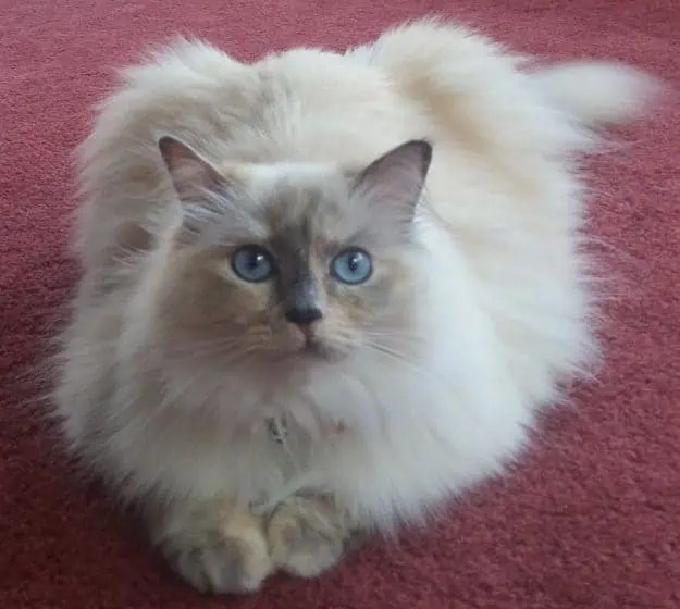 What To Feed Your Ragdoll Cat Cat Feeding Best Food For Ragdoll