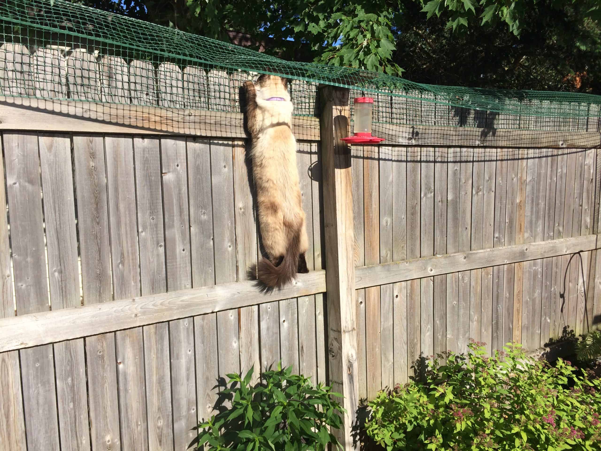 How To Keep A Cat From Jumping The Fence Cat Lovster