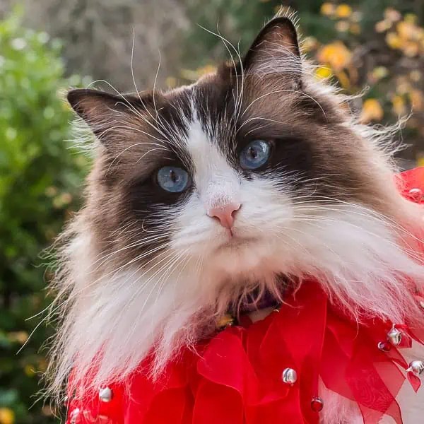 What To Feed Your Ragdoll Cat Cat Feeding Best Food For Ragdoll