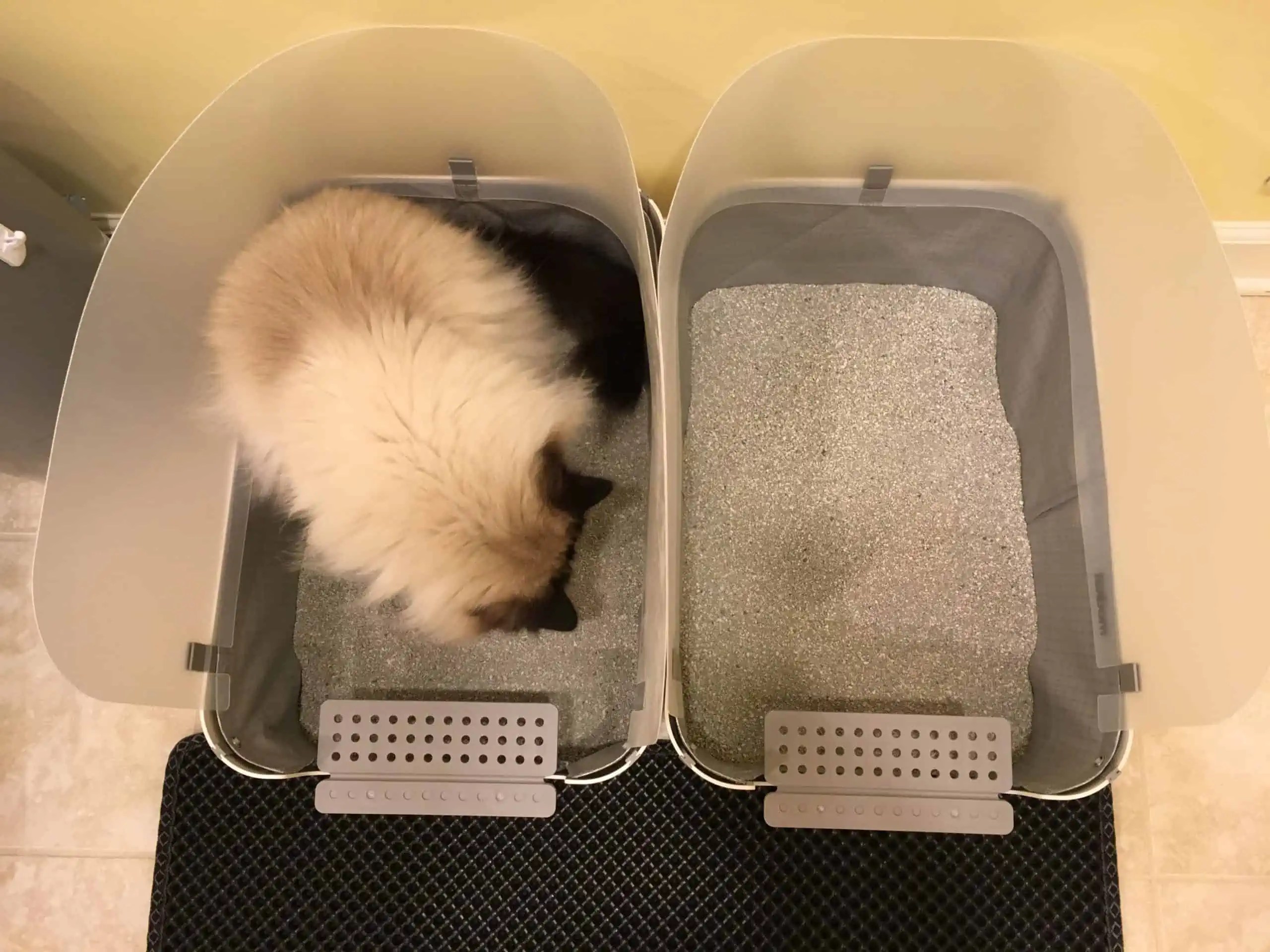 How to Change The Location of a Cat Litter Box Move Cat Litter Box