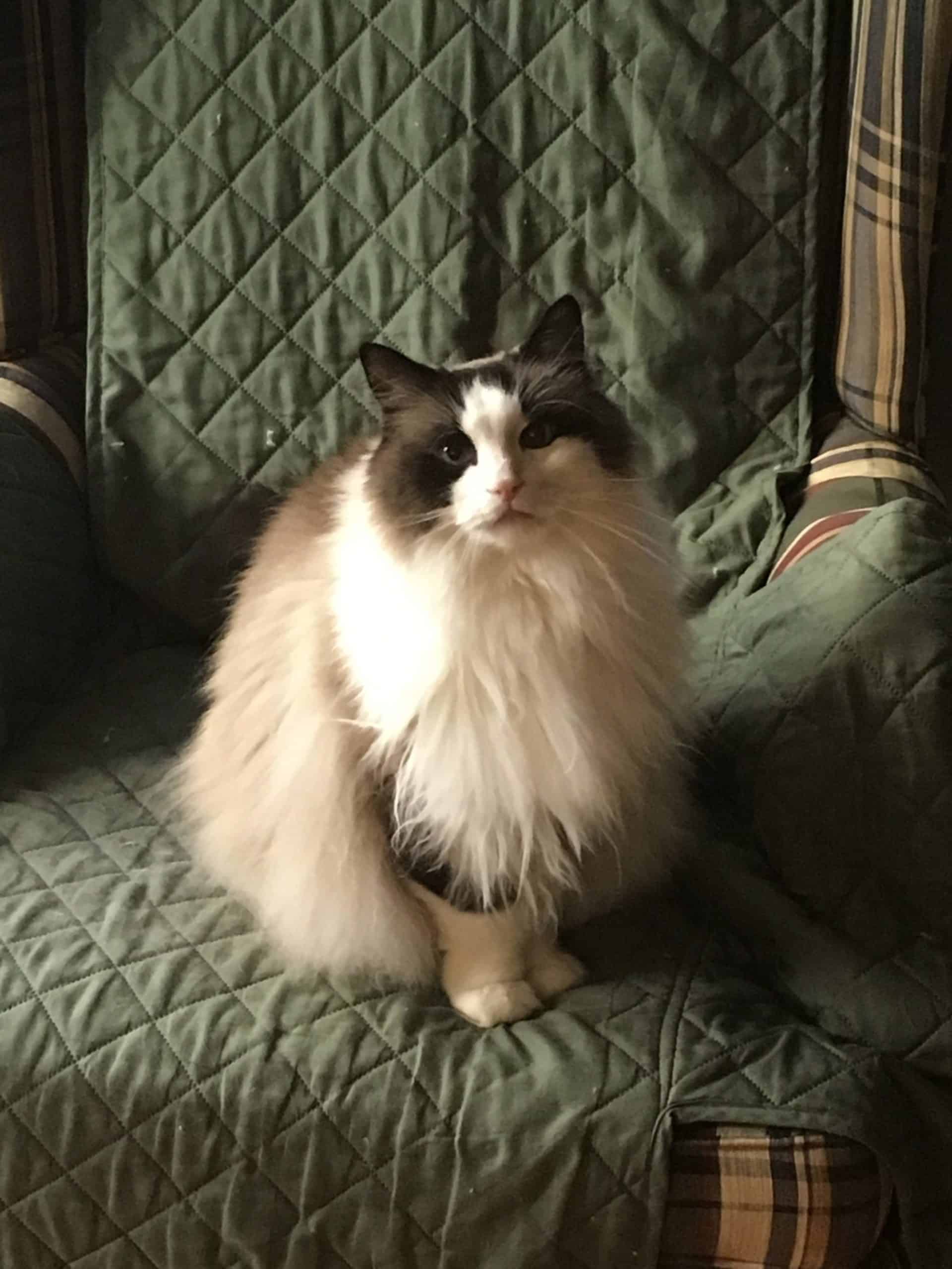 How to Pick Up a Ragdoll Cat How to Hold a Ragdoll Cat