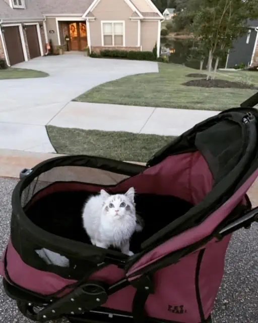 Best Cat Stroller [2024] Floppycats™