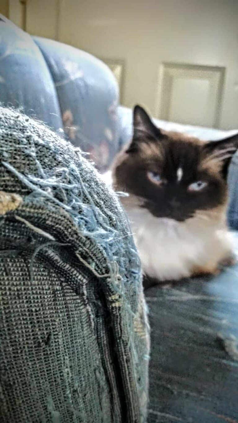 How To Stop Cat From Scratching Couch & Furniture, PERMANENTLY!