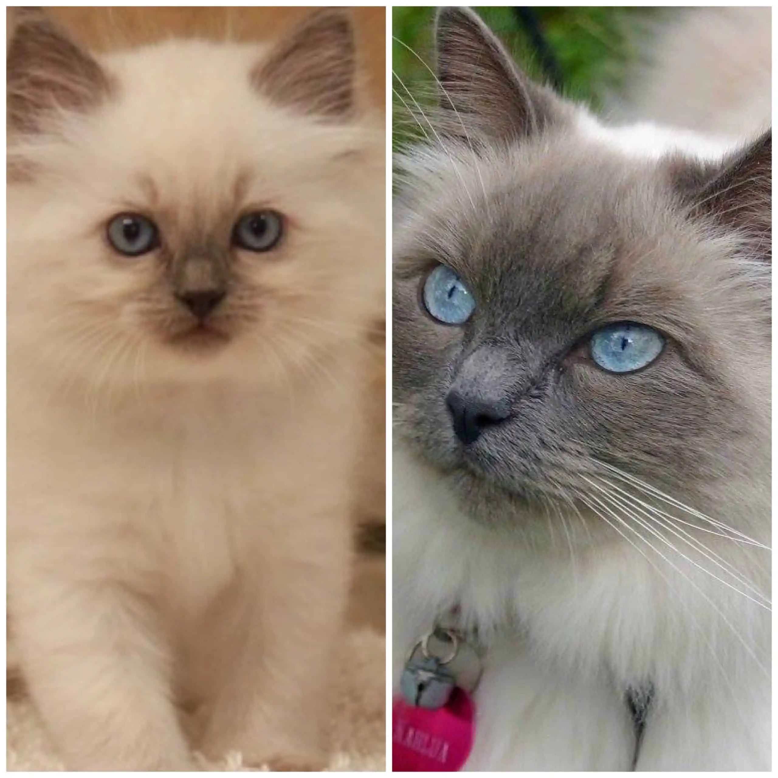Ragdoll Cat Colors Ragdoll Cat Color Progression and Development