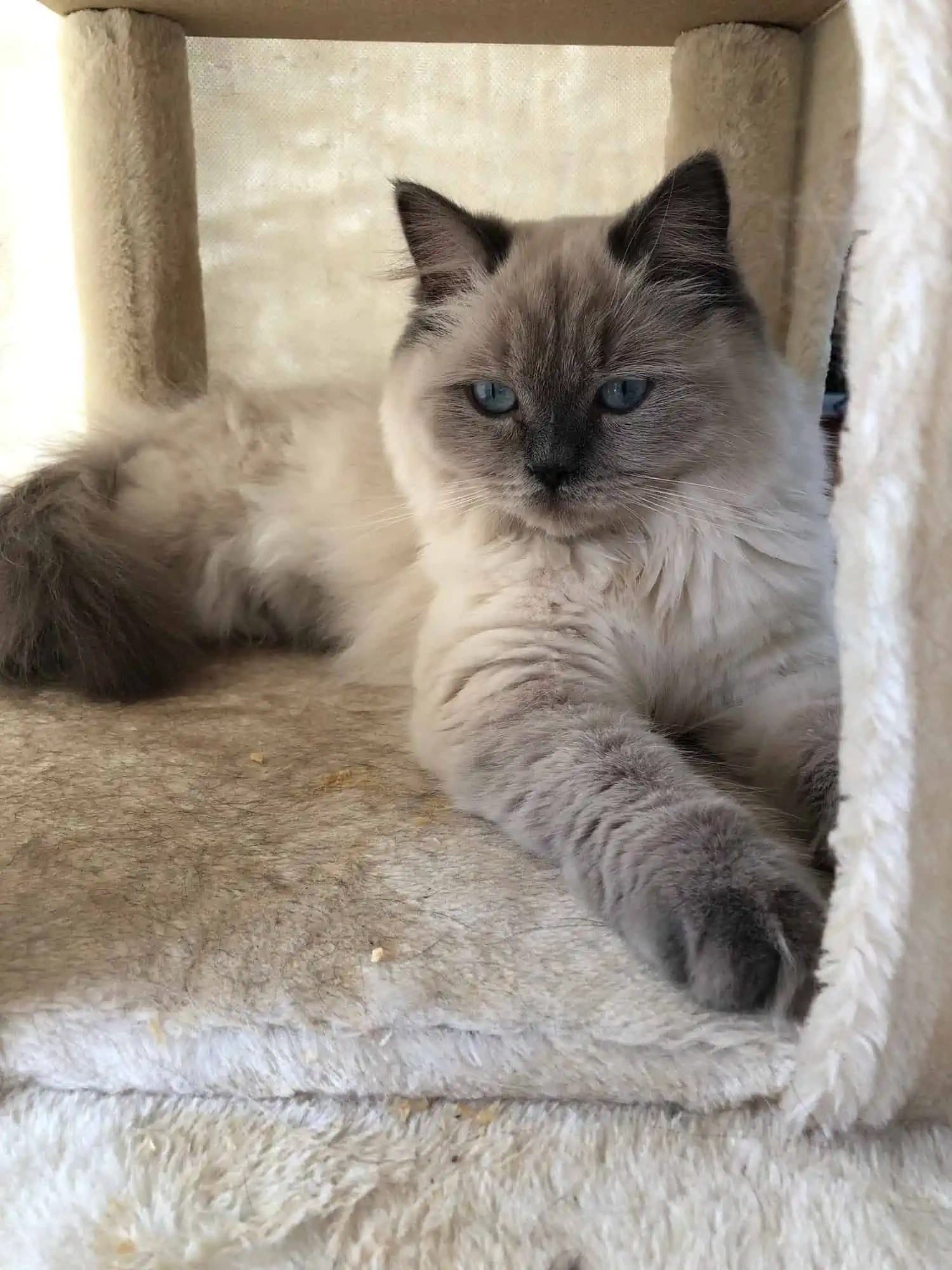Blue Ragdoll Cats Blue Point Ragdolls {THE Guide, Plus PICTURES}