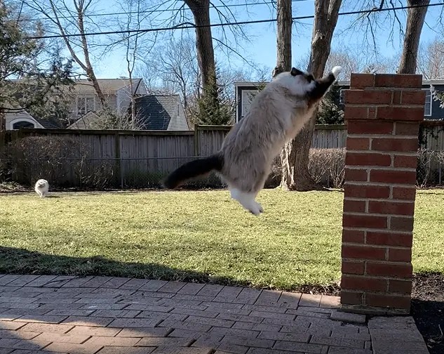 How High Can Ragdoll Cats Jump? ⬆ How High Can Cats Jump Vertically?