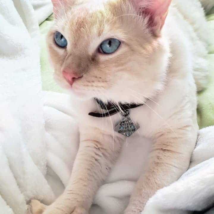 Ragdoll Cat Blog Floppycats