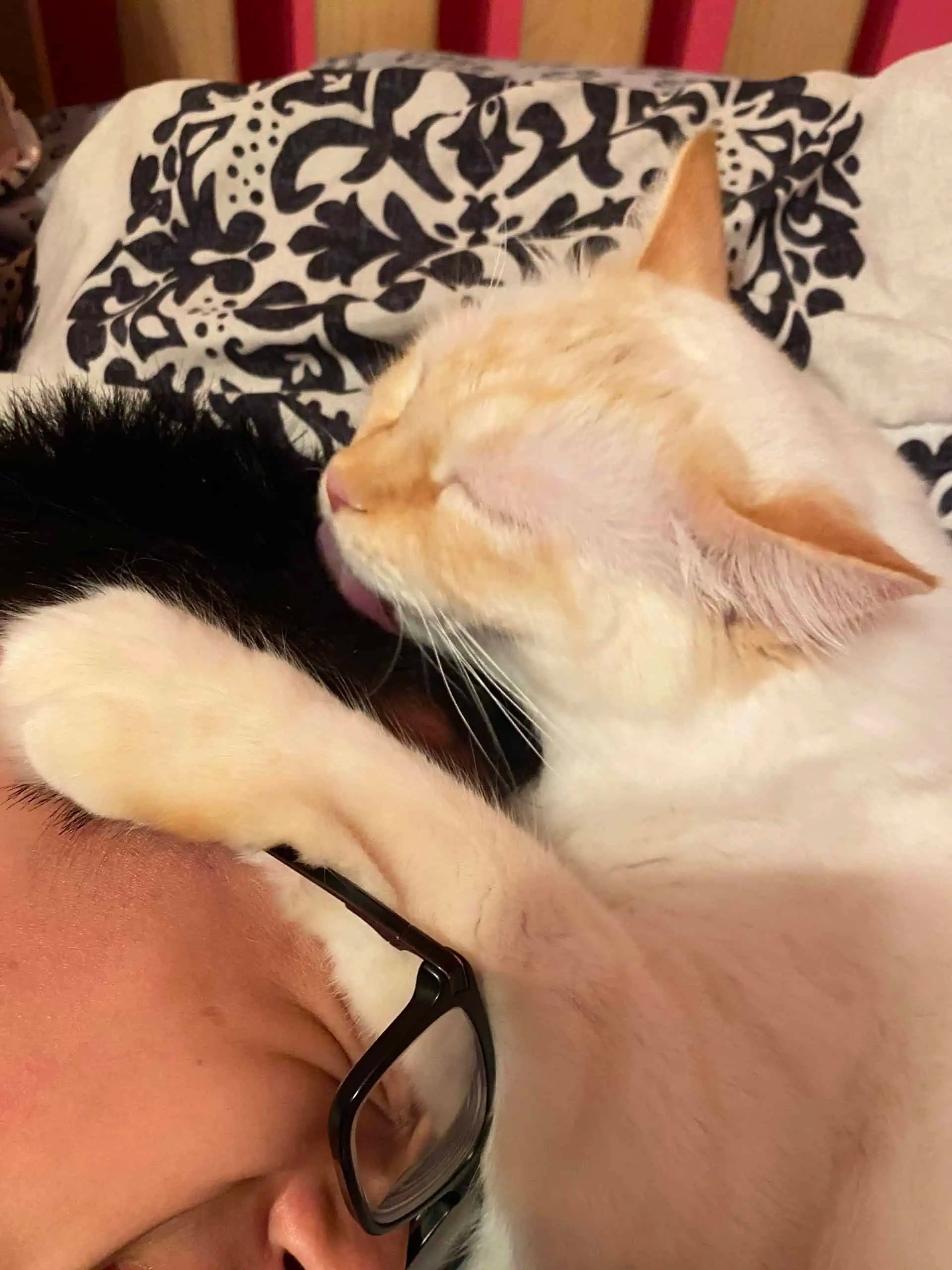 10 Things Your Cat's Licking Tells You About Their Mood Floppycats™