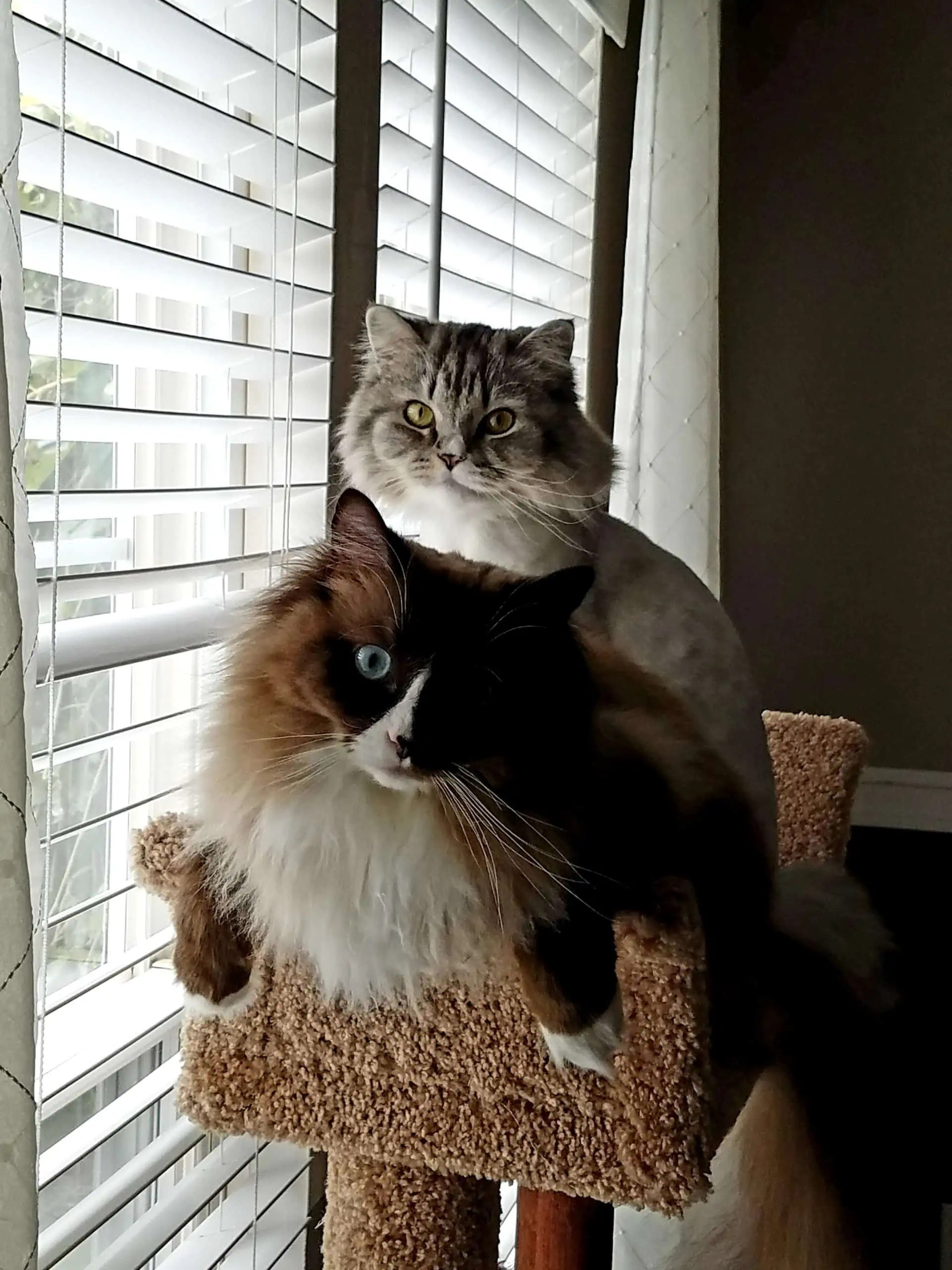 Ragdoll Cat Size Comparison