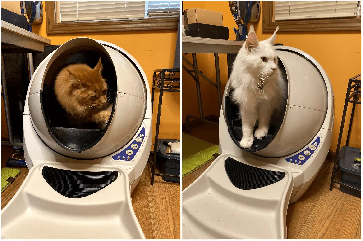 LitterRobot Connect SelfCleaning, WiFiEnabled Litter Box lupon.gov.ph
