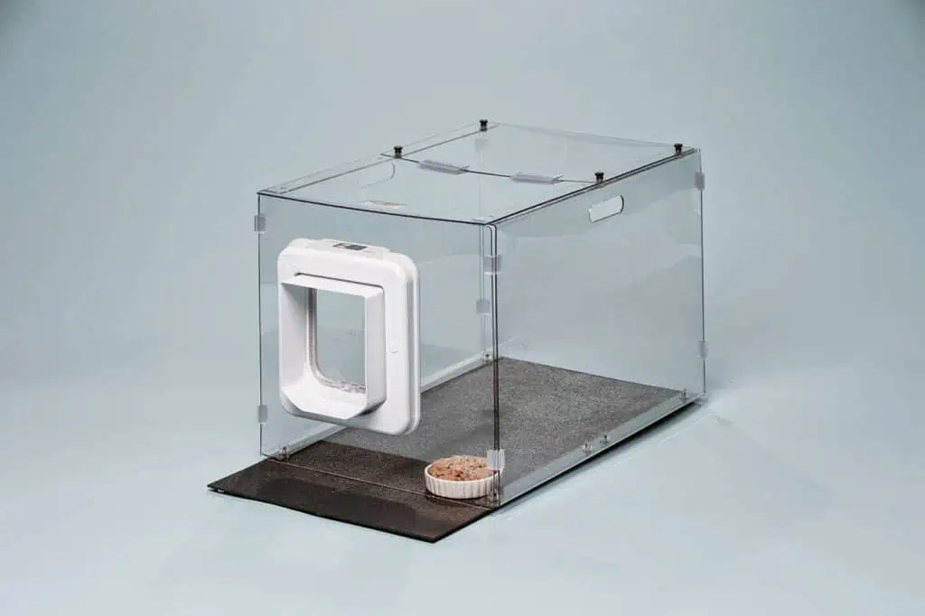 10 Ways To Dog Proof Cat Feeder and Keep Dogs Out of The Litter Box