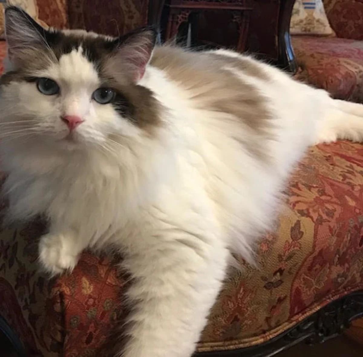 Giardia in Cats A Complete Pet Owner's Guide to Giardiasis Here is