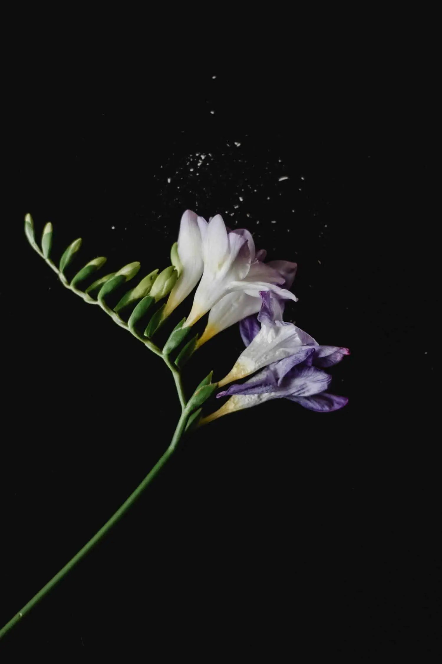 Toxic Outdoor Plants for Cats