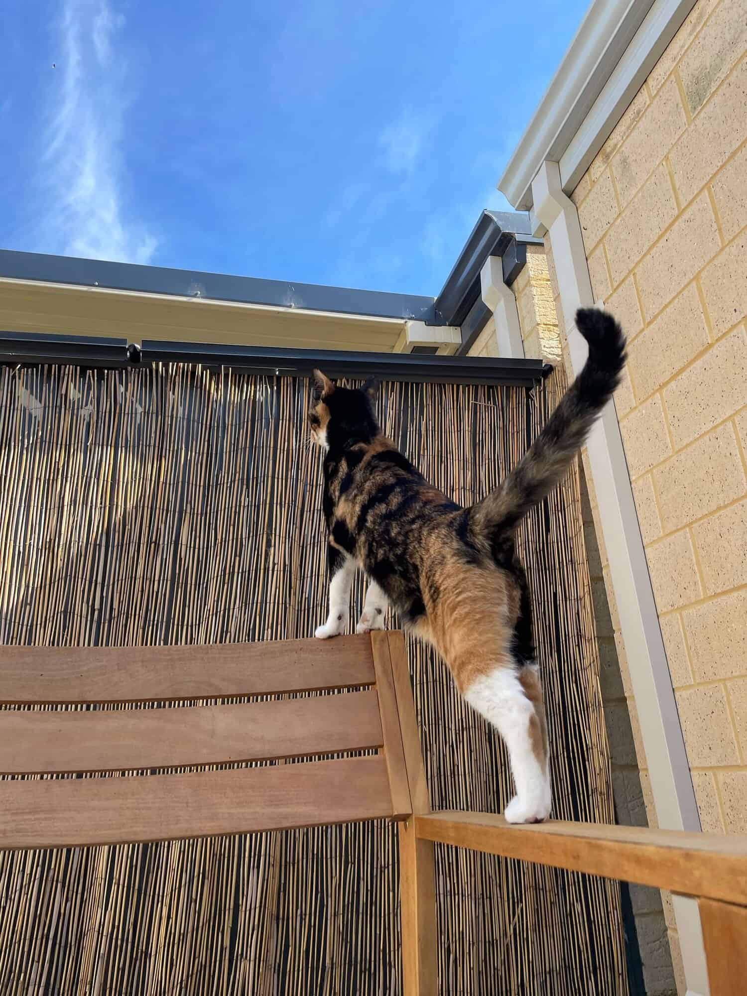 Outdoor Fences for Cats The Best (and Worst) Options That Allow Your