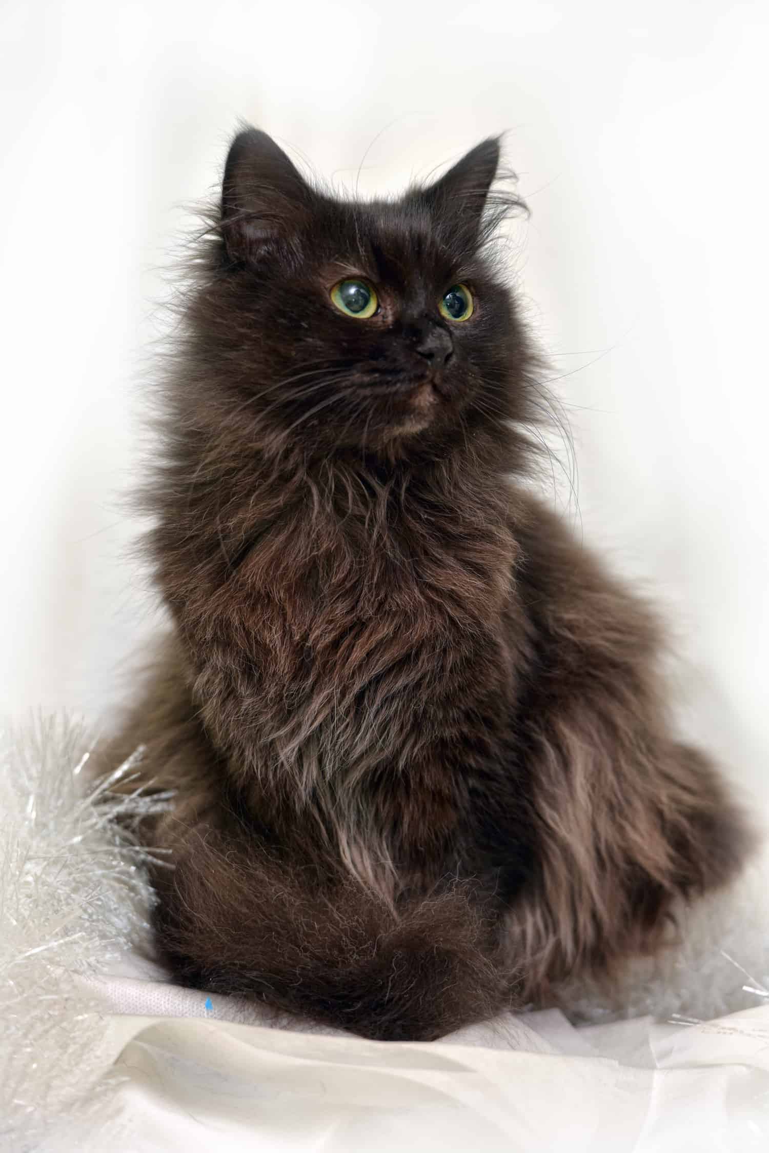 Ragdoll Cat Vs Chantilly/Tiffany Cat Breed Comparison Floppycats™