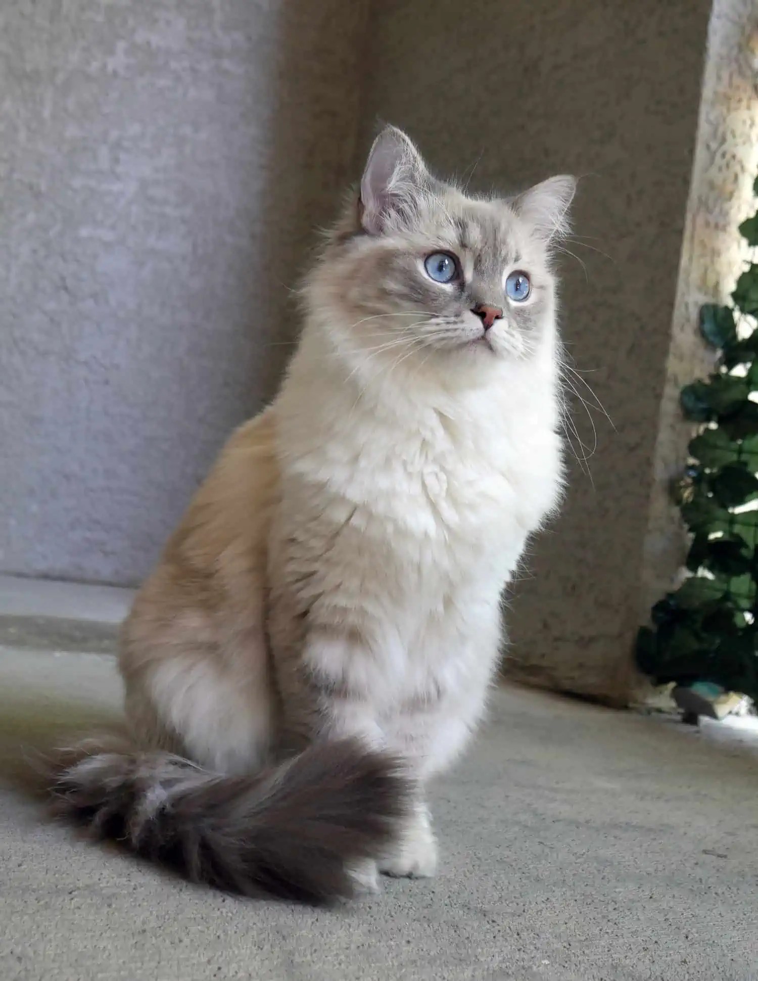 Ragdoll Cat Vs Chantilly/Tiffany Cat Breed Comparison Floppycats™