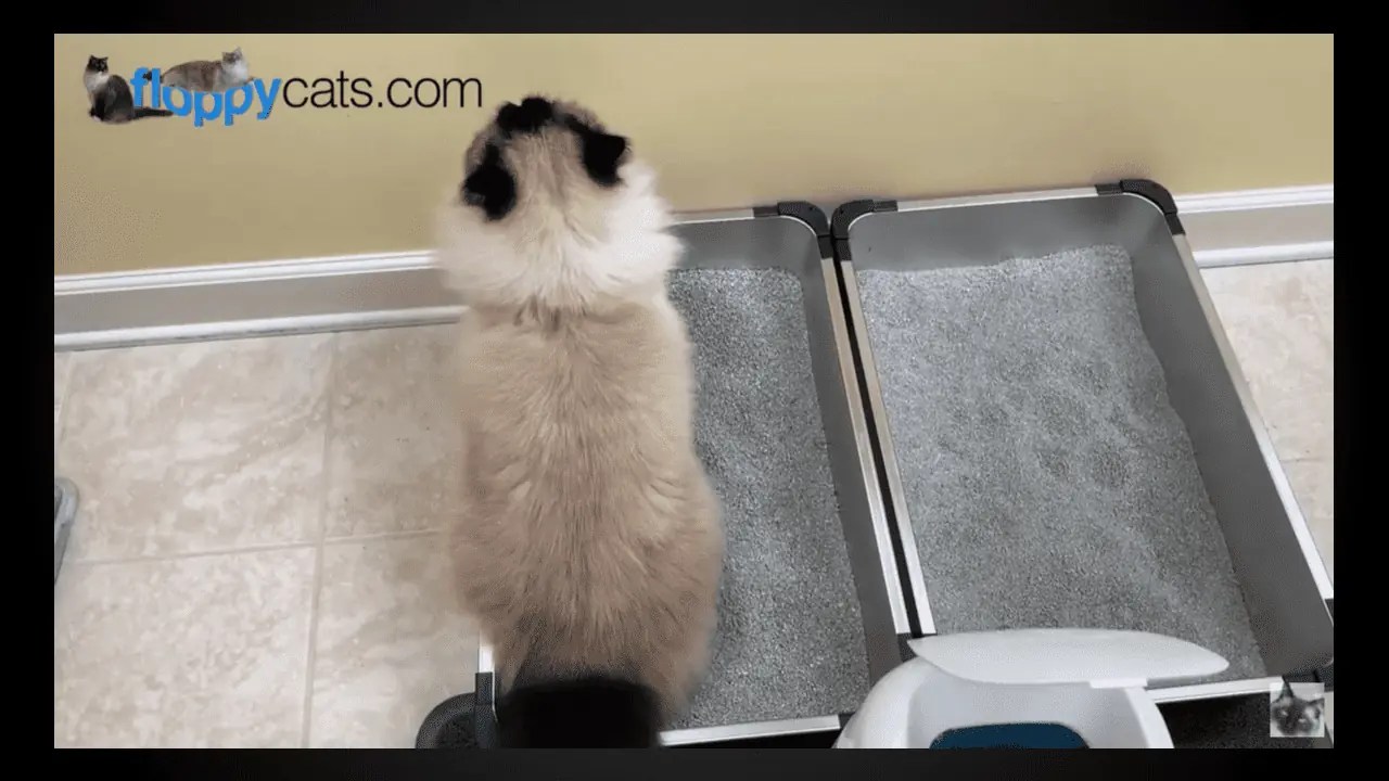 Why Your Cat is Peeing Outside of the Litter Box AND Solutions!