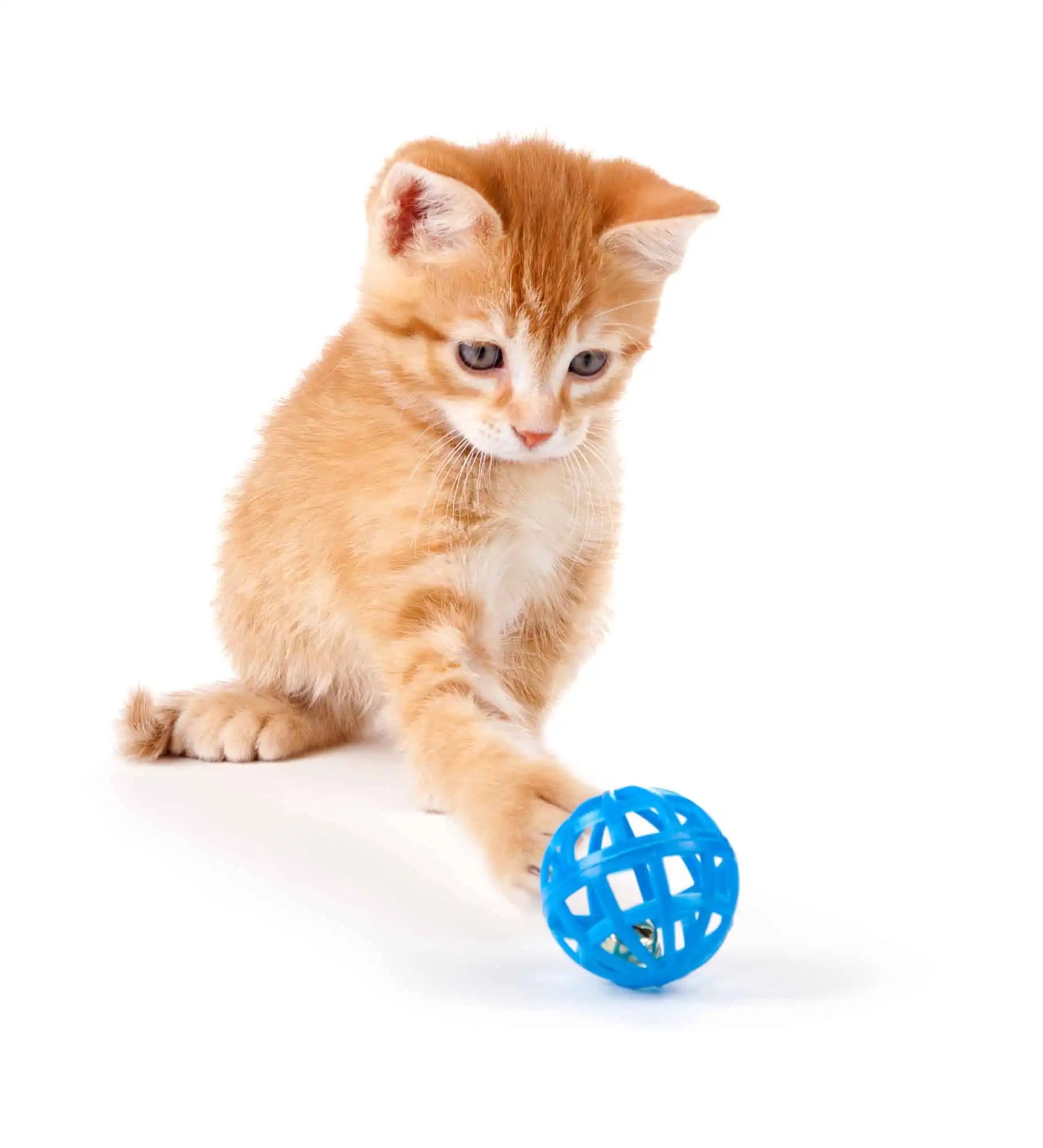 Top 10 Cat Toys Felines Love According to Cat Owners Floppycats™