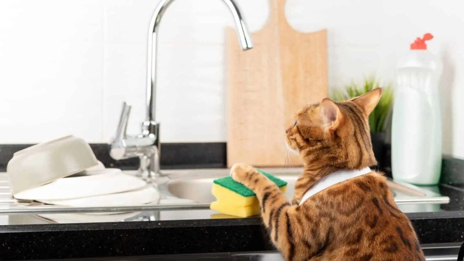 10 Apparent Causes Cats Are So Stinking Cute