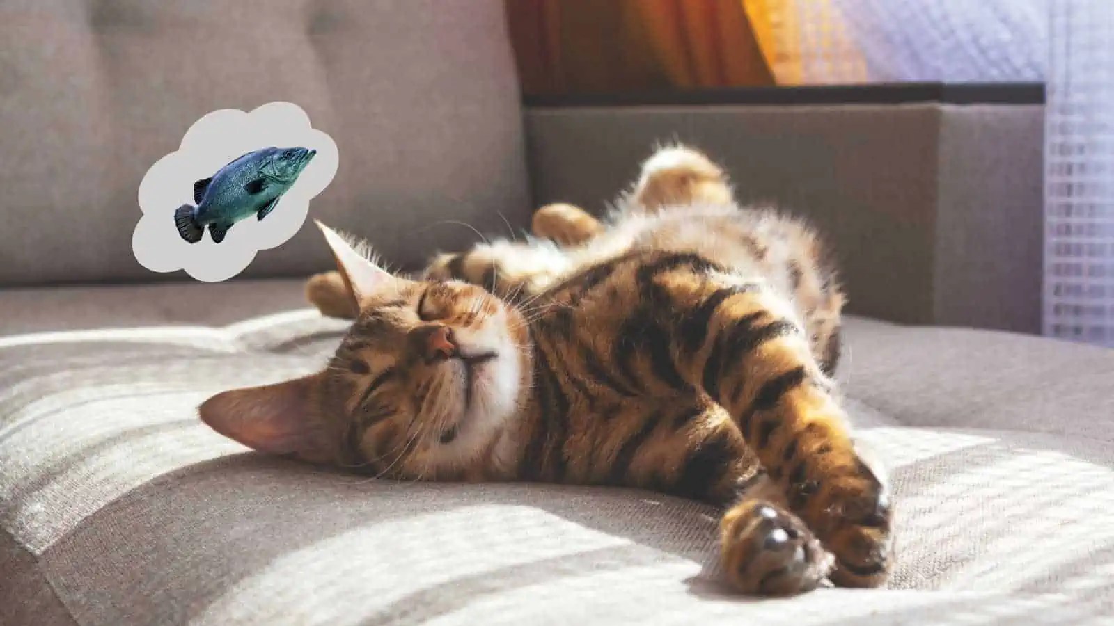 10 MindBlowing Facts About Your Favorite Cats Floppycats™