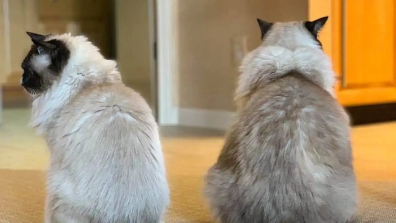 Things You’ll Wish You Knew Before Getting a Second Cat Floppycats™