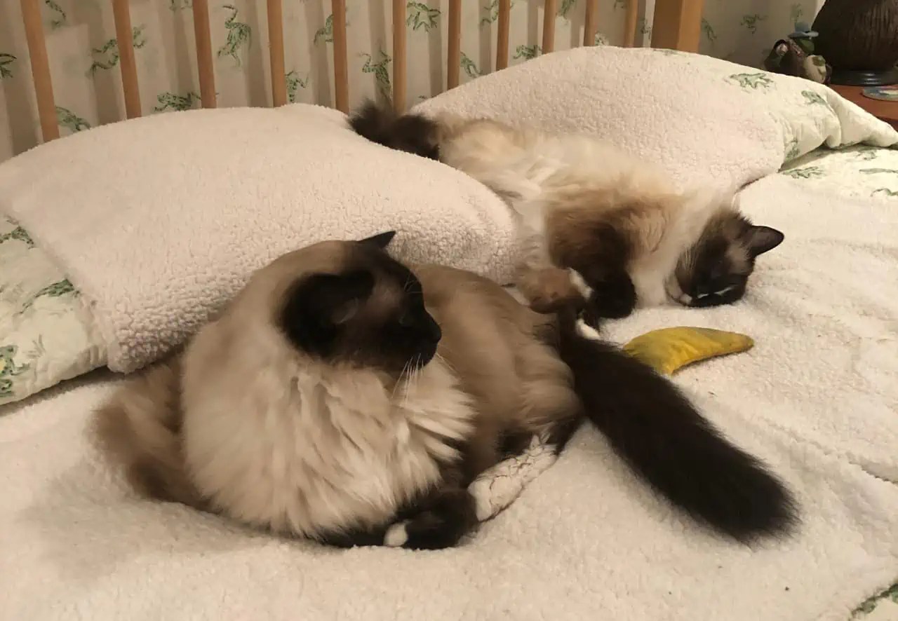 12 Ways to Manage Cat Hair and Reduce Allergens at Home Floppycats™