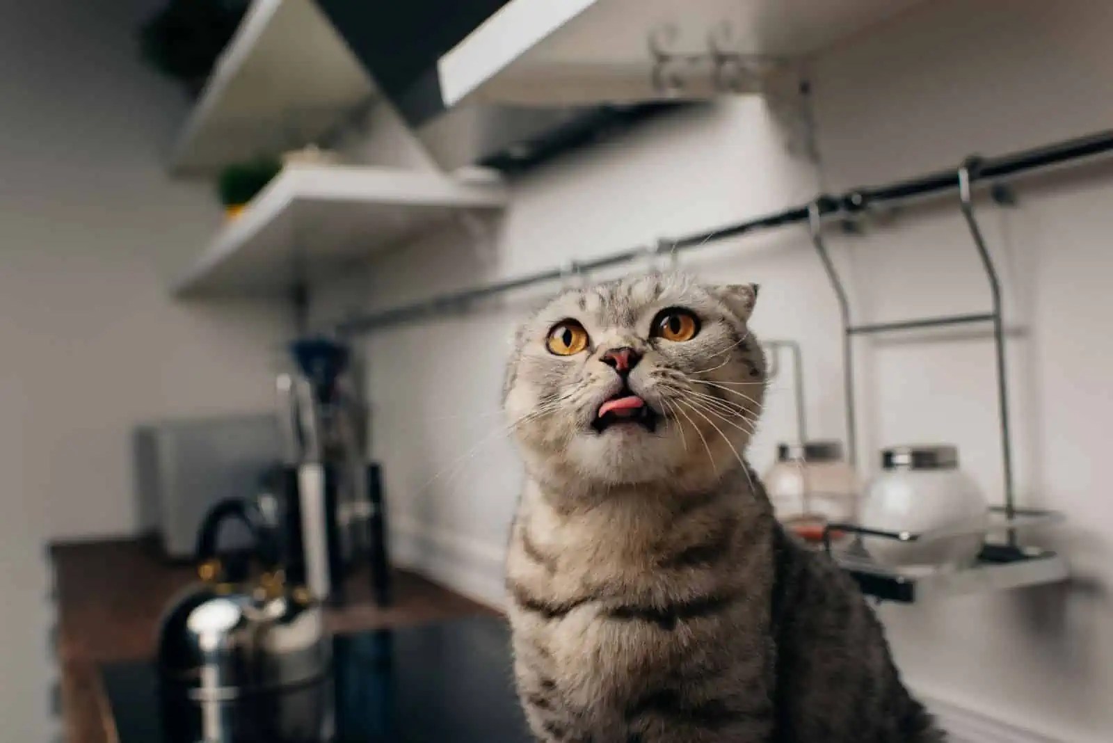 Cats Are a Waste of Natural Resources 10 Reasons Cats Are Ruining the