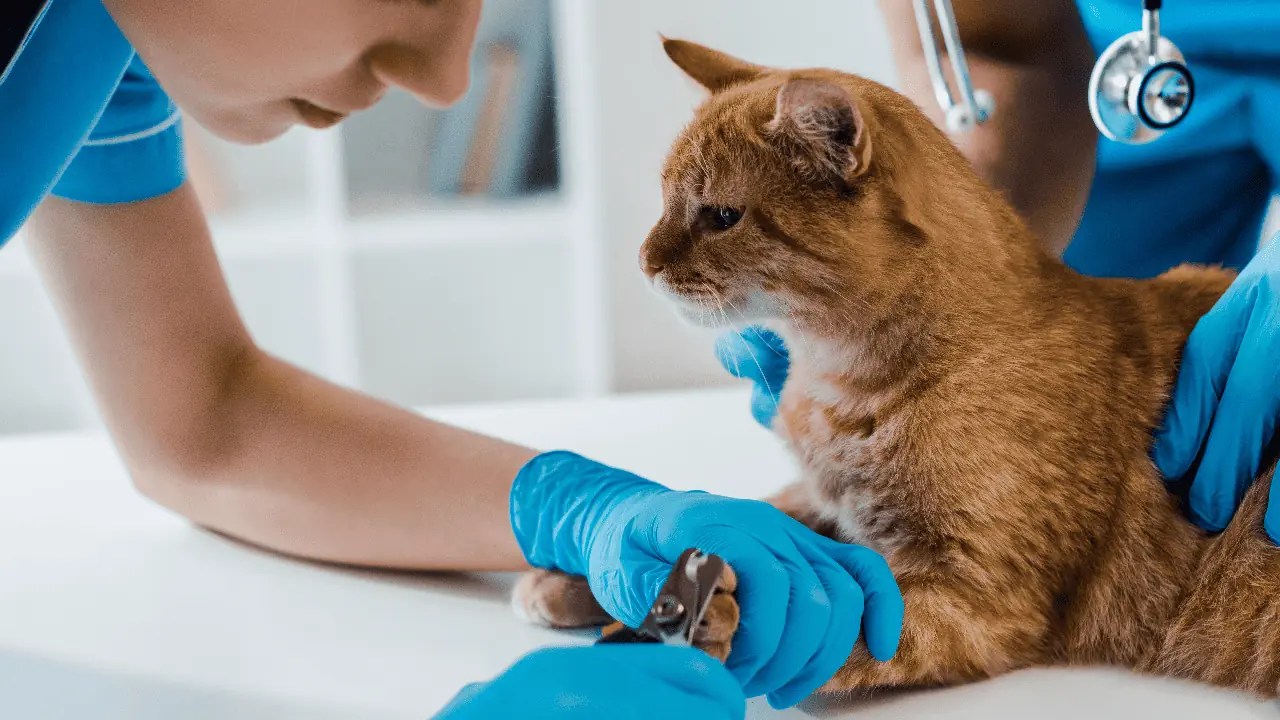 Clawing Their Way to the Top Which Cities Have Banned Declawing Cats