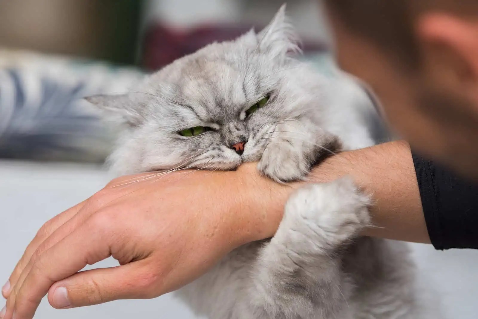 OUCH! Why Do Cats Bite? Here Are 10 Common Reasons Floppycats™