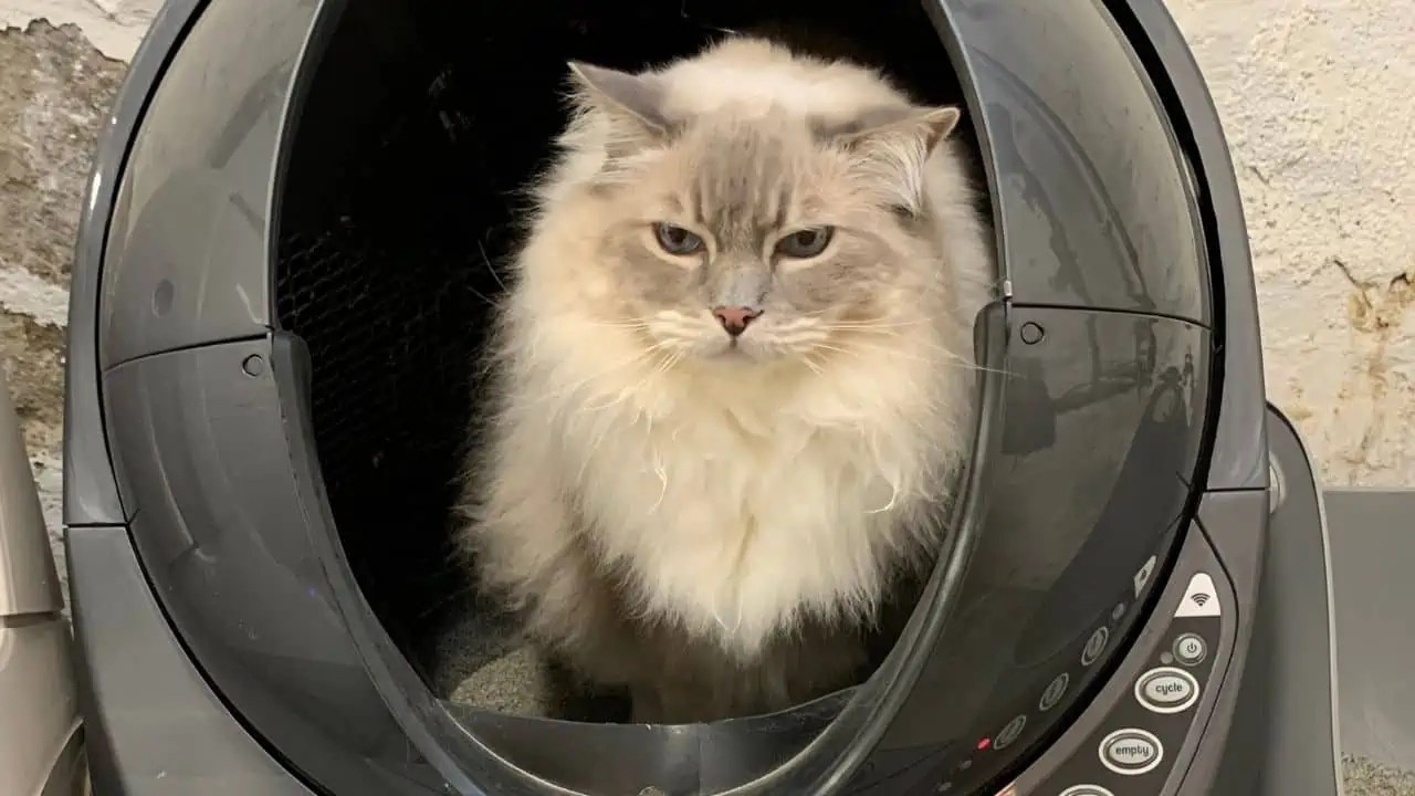 10 Obvious Reasons Cats Are So Stinking Cute Floppycats™