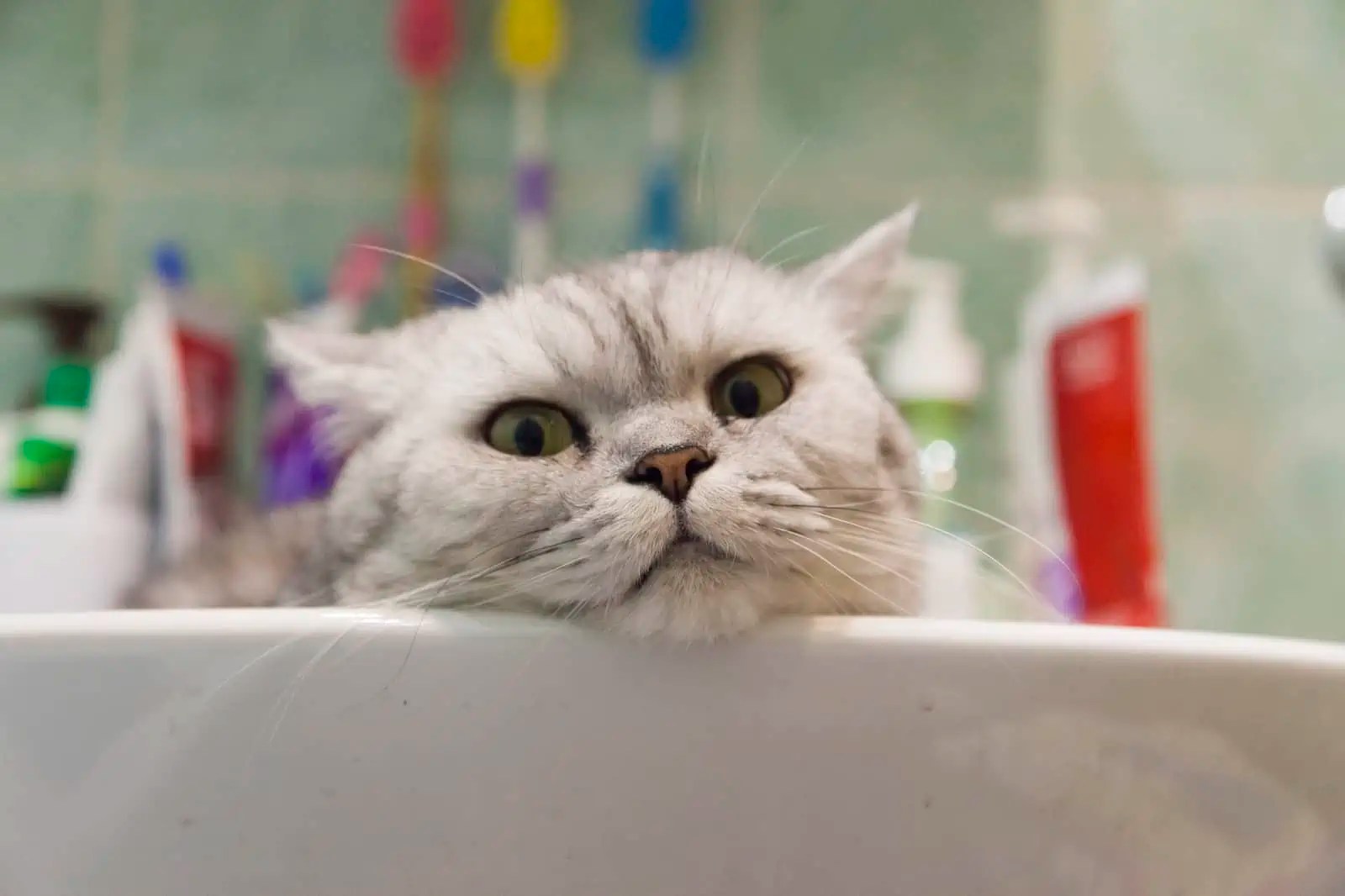 Cats Are Creepers. 12 Reasons Why Cats Follow Us to the Bathroom