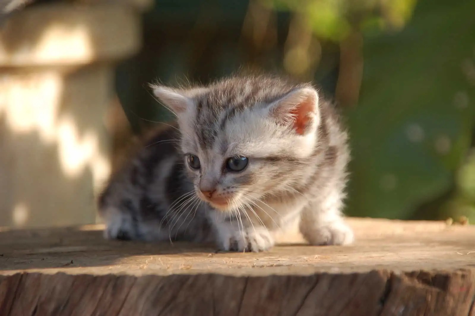 Cute Kittens Too Much Adorableness to Handle! Floppycats™