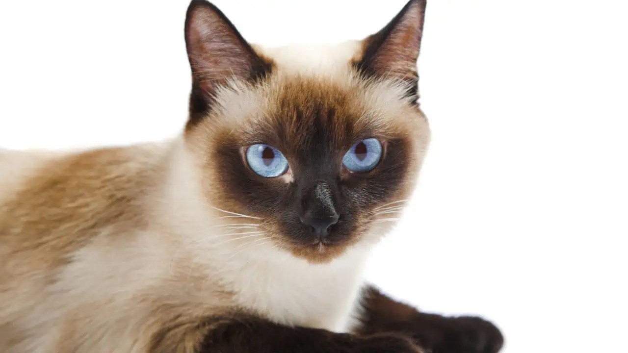 12 Cat FamilyFriendly Breeds and Why They're KidFriendly Floppycats™