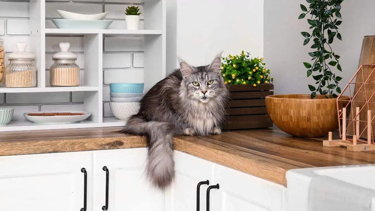 How to Prevent Cats from Jumping on Counters